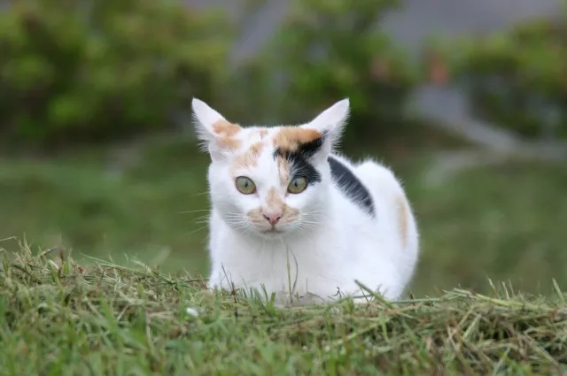 芝と猫